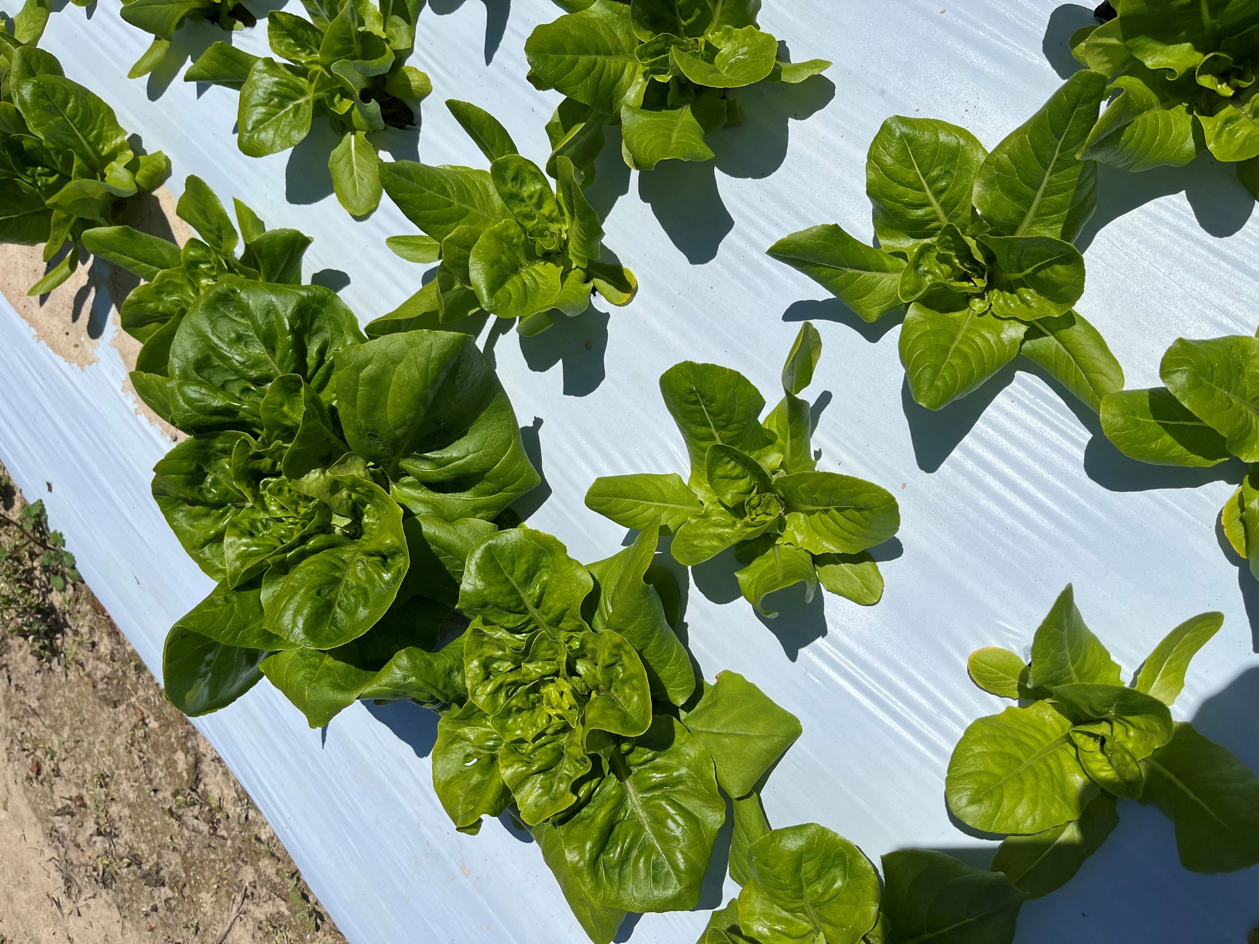 Previous Harvestinactive